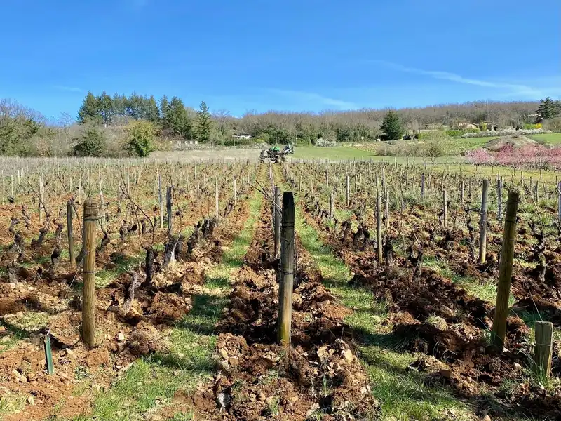 beaujolais-2
