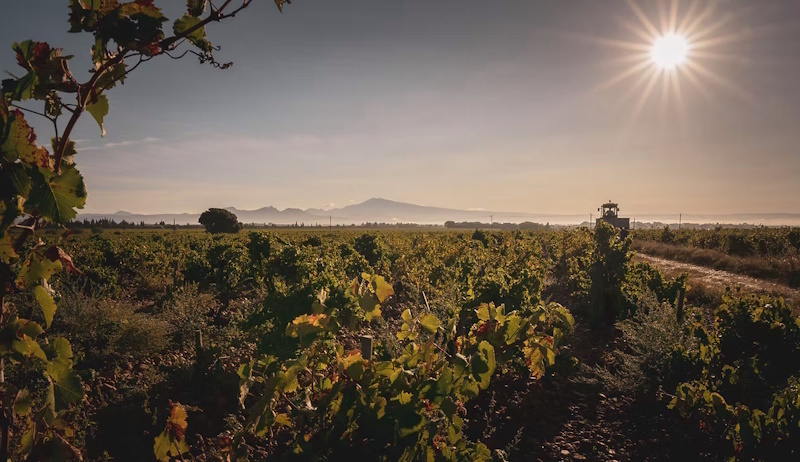 chateauneuf-01