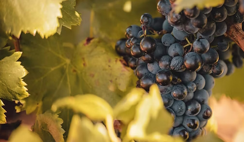 chateauneuf-05