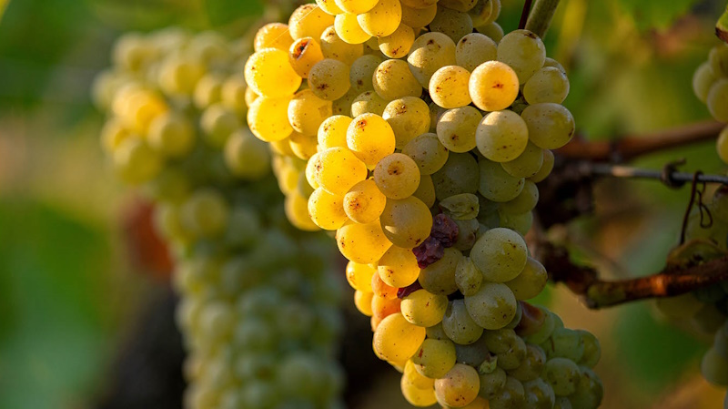 muscadet-1
