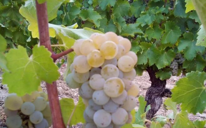 pouilly-2