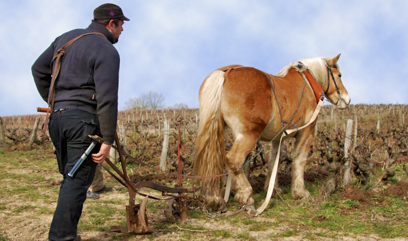 vouvray-1