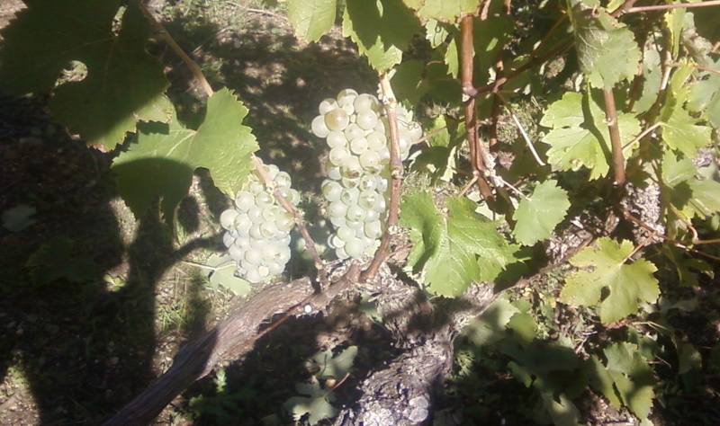 vouvray-2